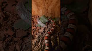 Kingsnake Lampropeltis leonis shedding skin 🐍 relaxing nature snake [upl. by Noryb574]