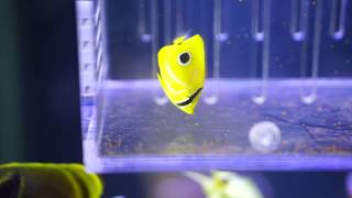 bennetti butterflyfish feedingdryfood [upl. by Anatnas]