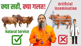 यह वीडियो करेगी फैसला कि AI सही या Natural Service   Artificial Insemination  Kamdhenu Gaushala [upl. by Asseram]