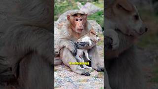 Why Are Baboons STEALING Puppies 😱 shorts [upl. by Nesnej]