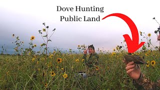 Dove Hunting  Hackberry Flat and Gist WMA Hunting Public [upl. by Moreta]