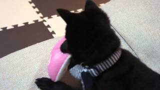 HD Schipperke スキッパーキ クー うさ公との出会い [upl. by Nanek]