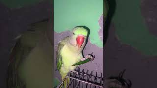 MITHU eating chilli 🌶️ 🔥 parrot parrottalking parrotlover cute [upl. by Fry457]