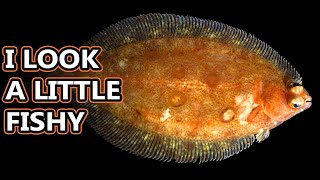 Flounder Flatfish Facts the ONESIDED FISH 🐟 Animal Fact Files [upl. by Eenahs]