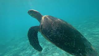 Maldives snorkeling with manta fishes and sharks [upl. by Aisinoid251]