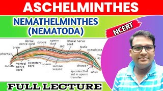 Aschelminthes  Nemathelminthes  Nematoda one shot lecture  Animal Kingdom Phylum Nematoda [upl. by Spearing]