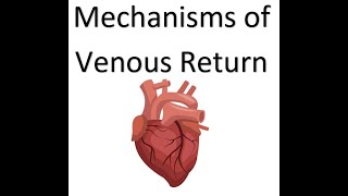 OCR A Level PE  Mechanisms of Venous Return [upl. by Keele38]