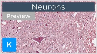 Neurons types definition and function preview  Human Histology  Kenhub [upl. by Ambrose480]