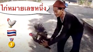 🐓 Chicken 🇹🇭 Thailand 🥇 Number One 1 [upl. by Yllatan]