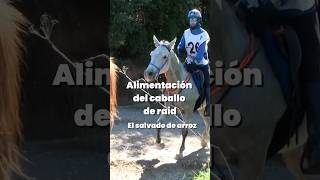 El salvado de arroz en la alimentación del caballo de raid una fuente muy rica en aceites [upl. by Gaspard]