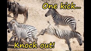 Zebra knocks out wildebeest with a single kick [upl. by Suiluj]