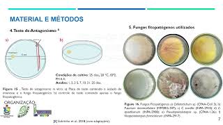 Caracterização morfológica e potencial antimicrobiano de Streptomyces sp PIN2 [upl. by Haig563]