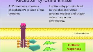 Receptor tyrosine kinase [upl. by Veedis]