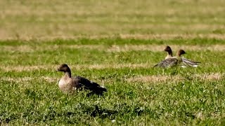 Pink footed Geese North Norfolk [upl. by Ainot326]