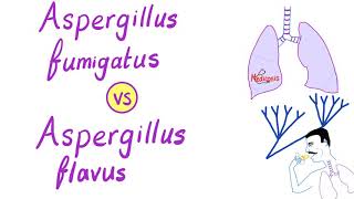 Aspergillus fumigatus VS Aspergillus flavus  Microbiology [upl. by Inail]