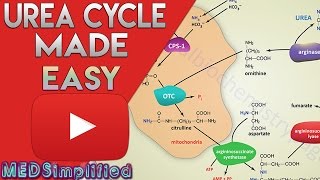 Urea Cycle Made Simple  Biochemistry Video [upl. by Ciredec]