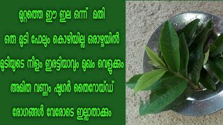 ഈ ഇല മതി മുടിയുടെ നീളം ഇരട്ടിയാവും മുഖംവെളുക്കും വണ്ണംഷുഗർതൈറോയ്ഡ് രോഗങ്ങൾ വേരോടെഇല്ലാതാക്കും [upl. by Nylsirhc251]