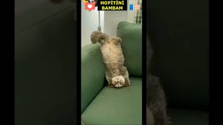 Funny Animals 1 shorts funnycats funnyanimals discover animals cat keşfet catlover [upl. by Anan643]