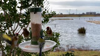 7 Relaxing Hours of Birds on a Nature Reserve Feeder [upl. by Ahsekim191]