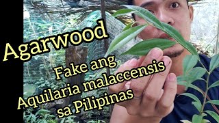 Agarwood Fake Ang Aquilaria malaccensis sa Pilipinas [upl. by Keane]