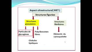 Cytologieبالعربية  4 Hyaloplasme et Cytosquelette  Part 1 Le Hyaloplasme [upl. by Naaitsirhc]