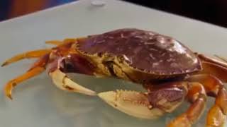 Gordon Ramsay Challenges Vegan to kill a Crab [upl. by Lahpos]