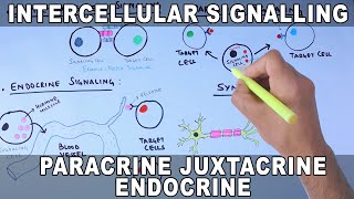 Intercellular Signalling  Cell to Cell Communication [upl. by Carmon]