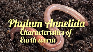 Phylum Annelida General characteristics animal kingdom class 11 biology [upl. by Chu]