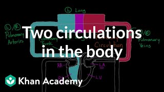 Two Circulations in the Body  Circulatory system physiology  NCLEXRN  Khan Academy [upl. by Leisha]