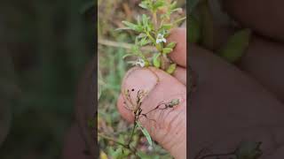 Bacopa floribunda [upl. by Swanson693]