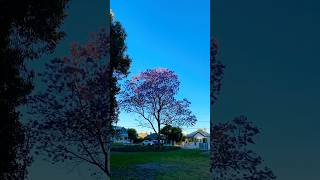 Beautiful jacaranda 💜 music rock love guitar song nature [upl. by Eurydice897]