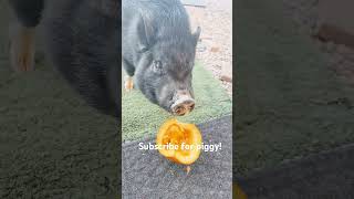 PUMPKIN TIME potbelly pig [upl. by Colston997]