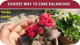 How to care kalanchoe plant Get More Blooms In Kalanchoe PlantsTERRACE GARDEN [upl. by Baer]