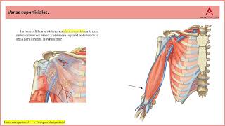 57 Venas del brazo Clase de Anatomía Humana de Gray [upl. by Halludba]