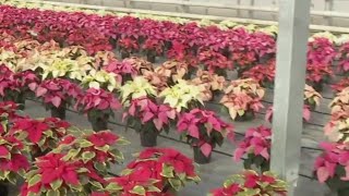 Poinsettia farm in Farmington Behind the scenes [upl. by Eiramannod]