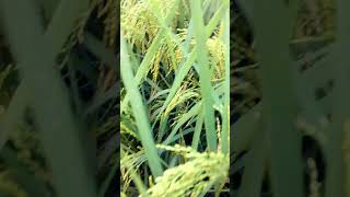 Golden Rice Plant short rice viralshort [upl. by Tuppeny305]