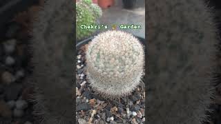 Mammillaria Dealbata Hyb from My 🌵 Collection [upl. by Cummings]