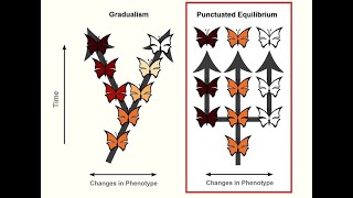 Punctuated Equilibrium vs Gradualism [upl. by Lucho]