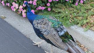 Peacock shedding feathers 🪶 Peacock strolling the streets in a beautiful evening 🏡🦚 [upl. by Alokin275]