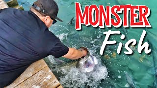 Hand Feeding Monster Fish  Islamorada Tarpon [upl. by Finbar]