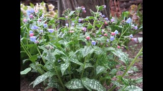 Lungwort  History  Benefits [upl. by Meli919]