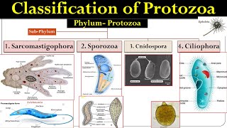 Protozoa classification  classification of protozoa  Protozoa  Honigberg Classification [upl. by Siubhan]