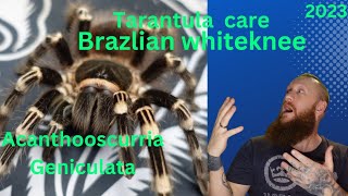 Brazlian WhiteKnee  Acanthoscurria geniculata  Tarantula care and set up [upl. by Edholm]