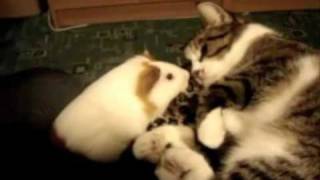 Cat vs Guinea pig real fight [upl. by Eelano]