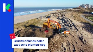 Wat doen die graafmachines aan de kust [upl. by Rachel]