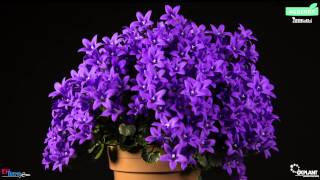 Timelapse Campanula Ambella Purple OK Plant HD [upl. by Enitsud]