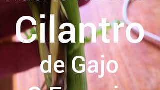 🌿🌿Aprende Como Obtener Cilantro de Gajo o Esqueje  Huerto Familiar [upl. by O'Neil533]