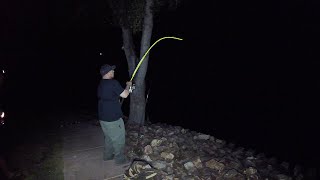 Flathead Catfishing at Patagonia Lake AZ [upl. by Wyne]