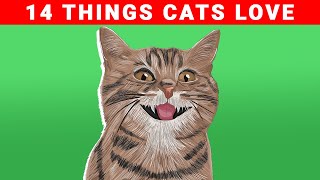 14 Things Cats LOVE 😻 [upl. by Ibbetson]