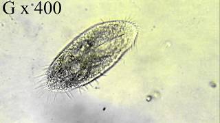 Paramécie sous microscope optique [upl. by Chassin905]